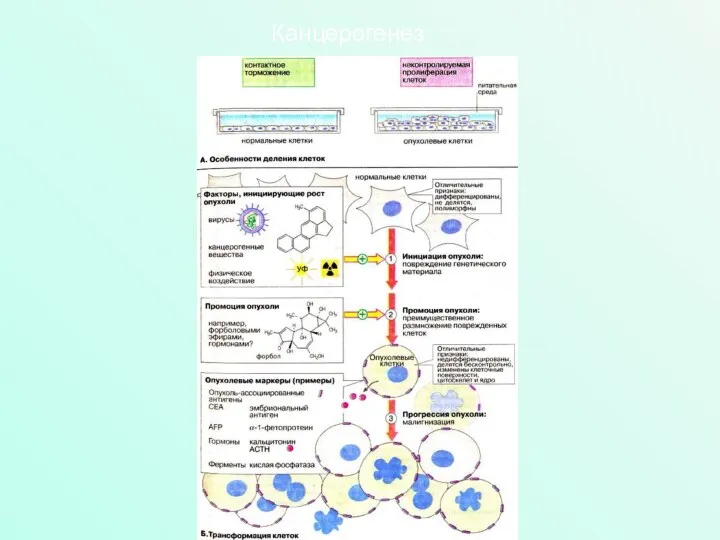 Канцерогенез