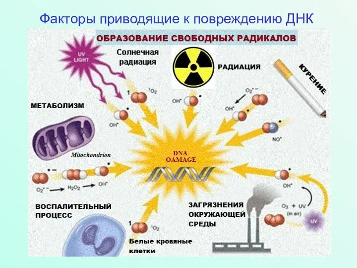 Факторы приводящие к повреждению ДНК