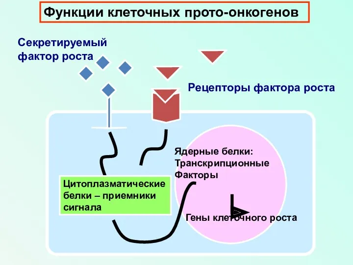 Ядерные белки: Транскрипционные Факторы Гены клеточного роста Секретируемый фактор роста