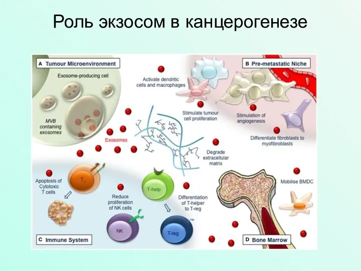 Роль экзосом в канцерогенезе