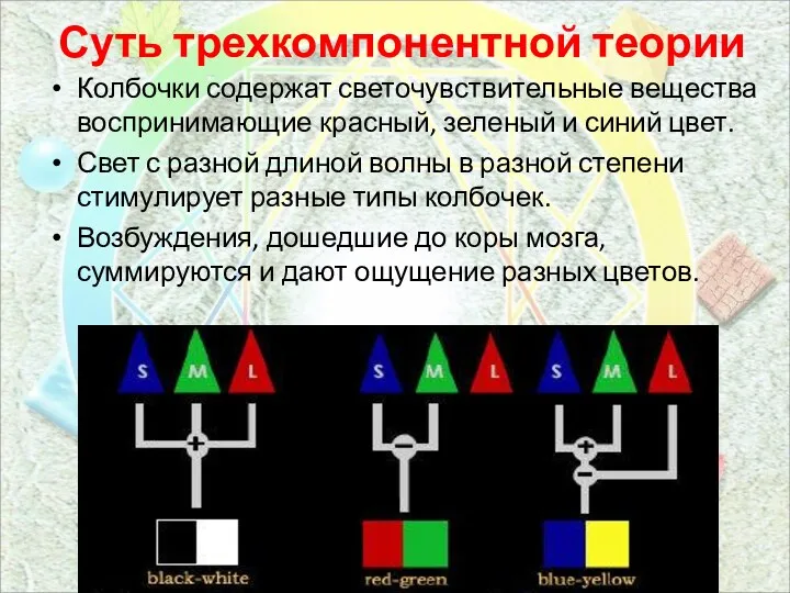 Суть трехкомпонентной теории Колбочки содержат светочувствительные вещества воспринимающие красный, зеленый