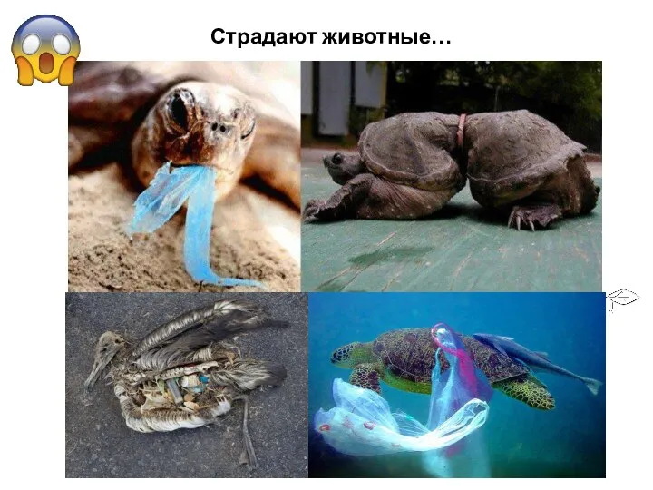 Страдают животные…