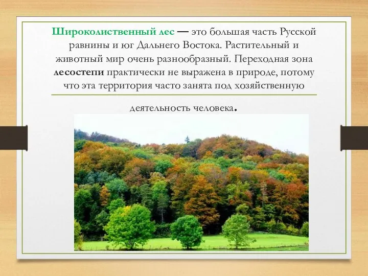 Широколиственный лес — это большая часть Русской равнины и юг