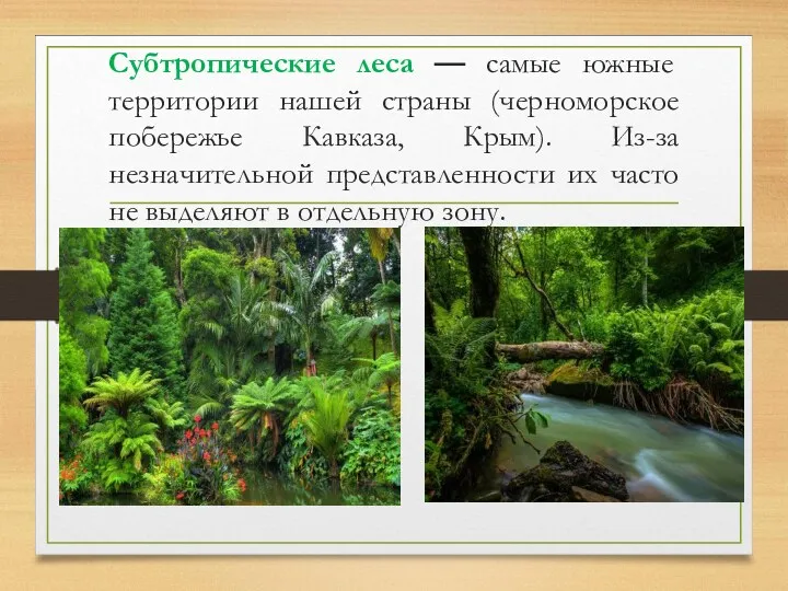 Субтропические леса — самые южные территории нашей страны (черноморское побережье