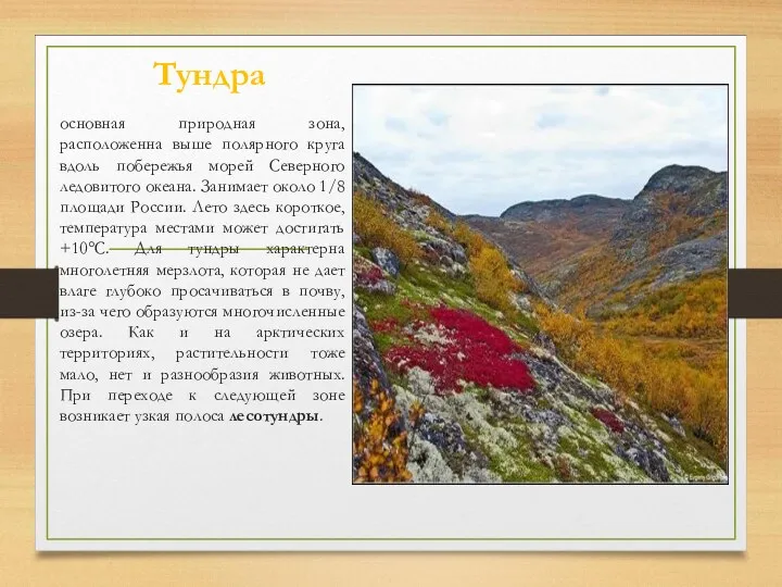 Тундра основная природная зона, расположенна выше полярного круга вдоль побережья