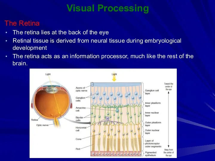 Visual Processing The Retina The retina lies at the back of the eye