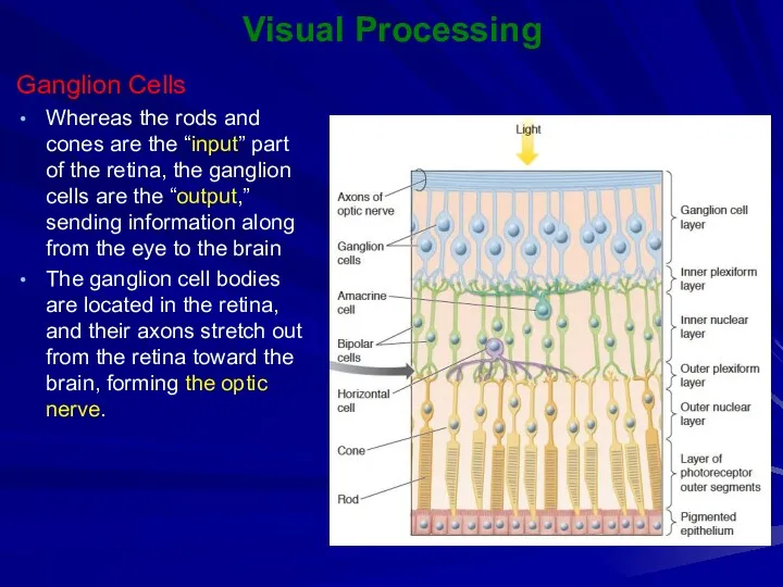 Visual Processing Ganglion Cells Whereas the rods and cones are the “input” part