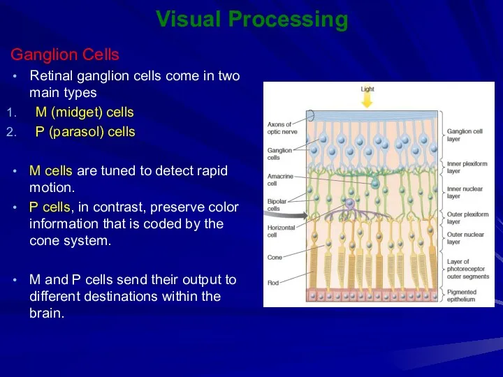 Visual Processing Ganglion Cells Retinal ganglion cells come in two main types M