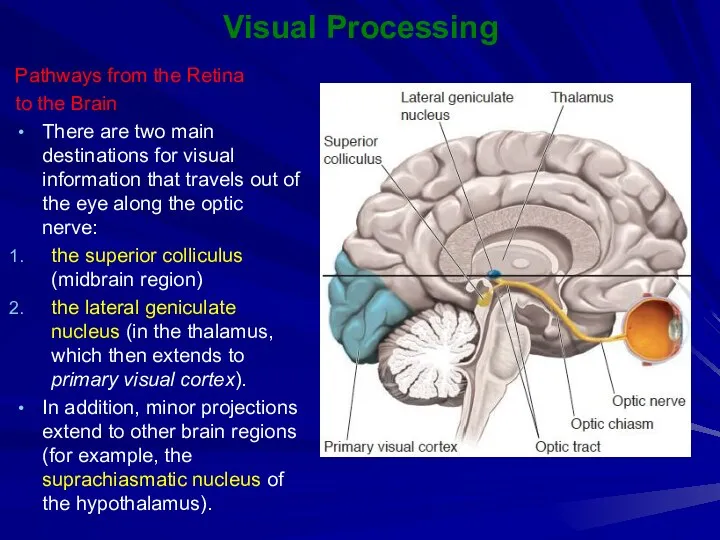 Visual Processing Pathways from the Retina to the Brain There