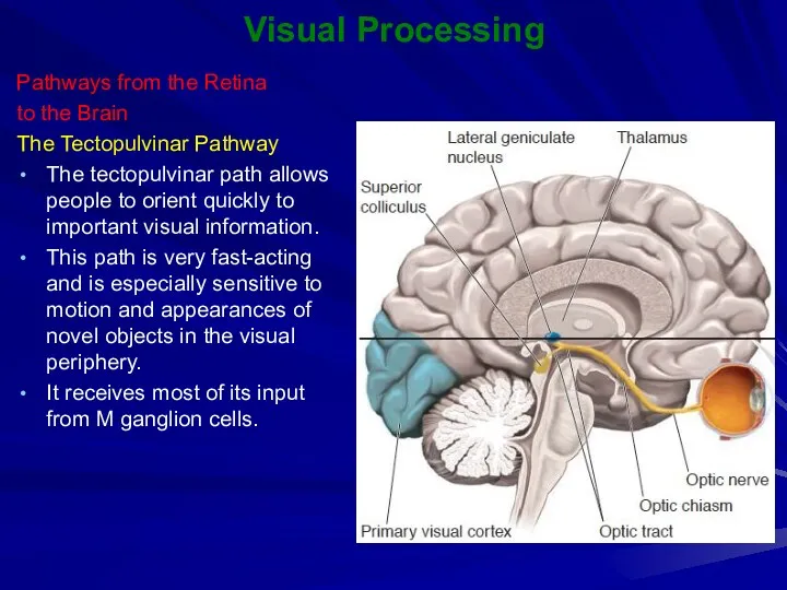 Visual Processing Pathways from the Retina to the Brain The