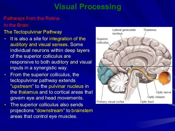 Visual Processing Pathways from the Retina to the Brain The Tectopulvinar Pathway It