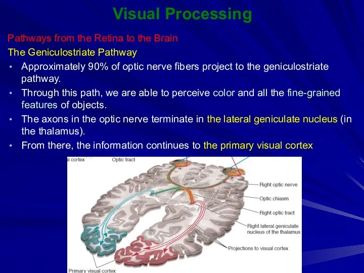 Visual Processing Pathways from the Retina to the Brain The Geniculostriate Pathway Approximately