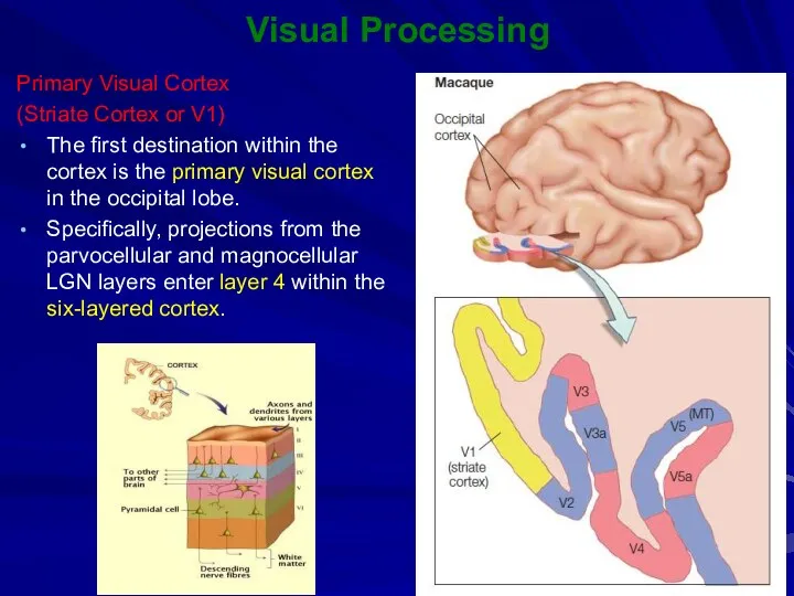 Visual Processing Primary Visual Cortex (Striate Cortex or V1) The first destination within