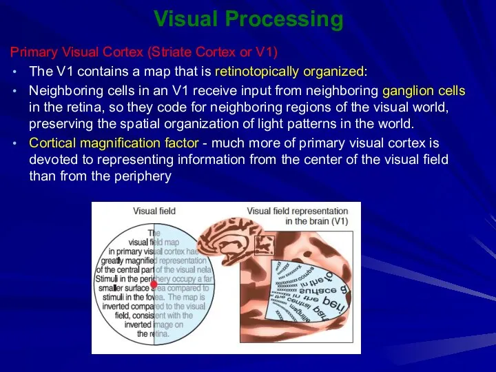 Visual Processing Primary Visual Cortex (Striate Cortex or V1) The V1 contains a