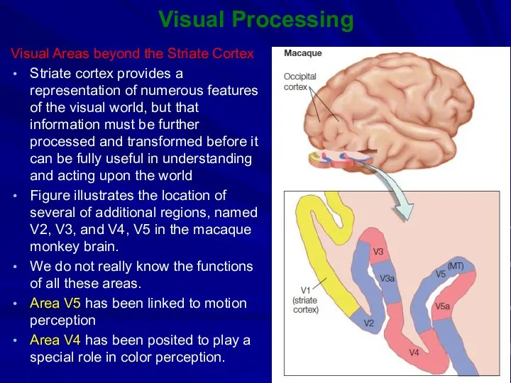 Visual Processing Visual Areas beyond the Striate Cortex Striate cortex provides a representation