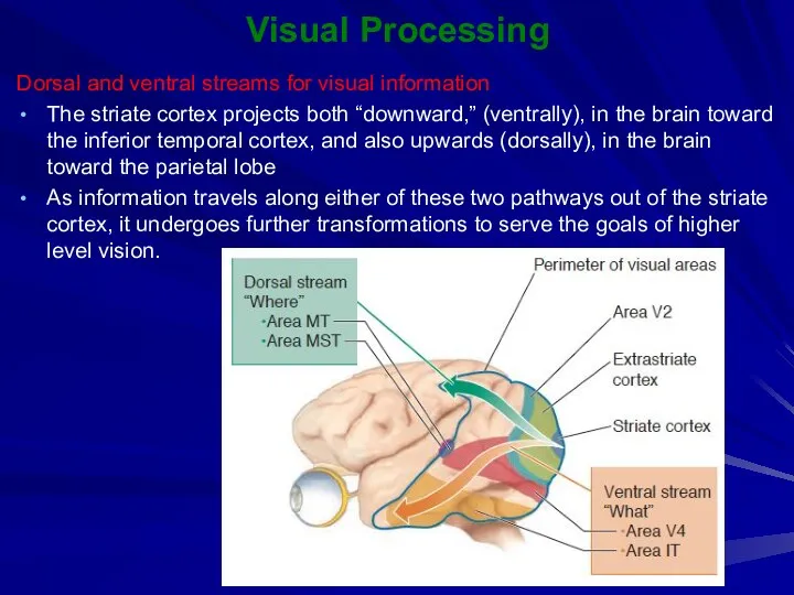 Visual Processing Dorsal and ventral streams for visual information The