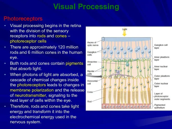 Visual Processing Photoreceptors Visual processing begins in the retina with the division of