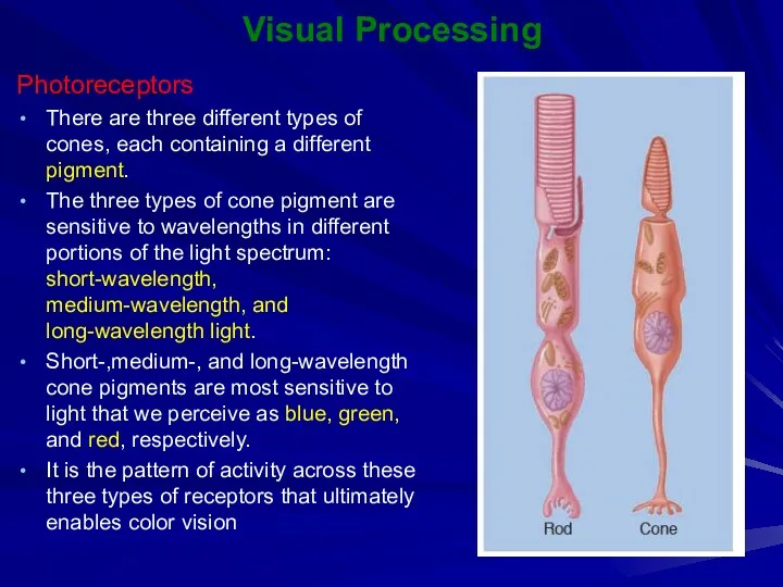 Visual Processing Photoreceptors There are three different types of cones, each containing a