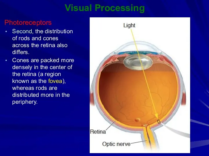 Visual Processing Photoreceptors Second, the distribution of rods and cones across the retina