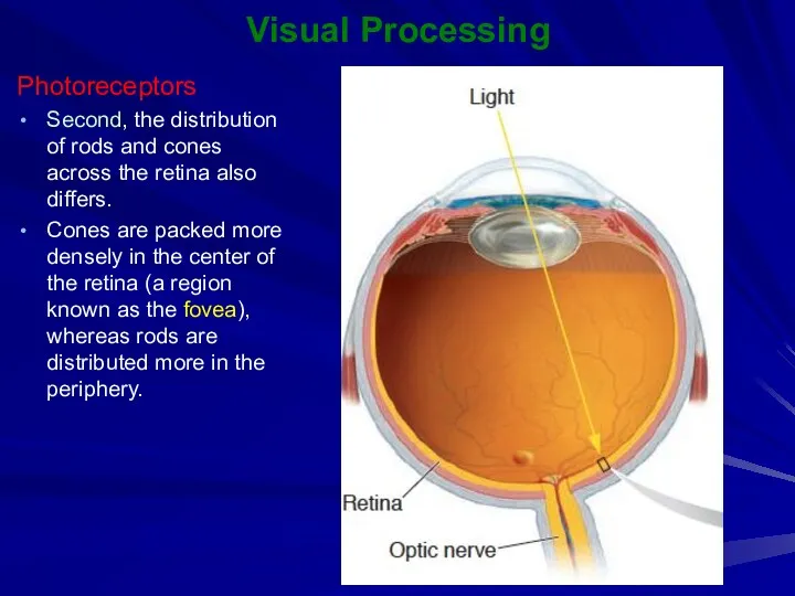 Visual Processing Photoreceptors Second, the distribution of rods and cones