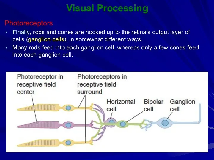 Visual Processing Photoreceptors Finally, rods and cones are hooked up to the retina’s