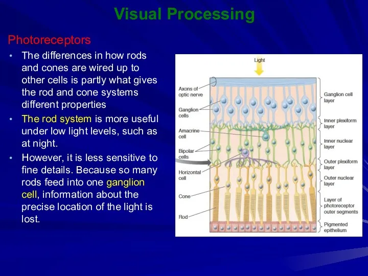Visual Processing Photoreceptors The differences in how rods and cones are wired up