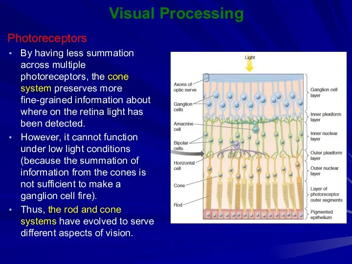 Visual Processing Photoreceptors By having less summation across multiple photoreceptors, the cone system