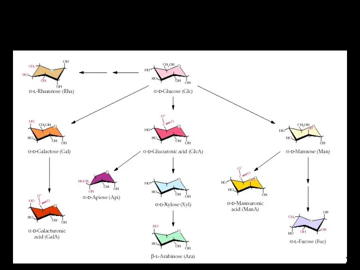 Моносахариды полимеров клеточной стенки – производные глюкозы 24