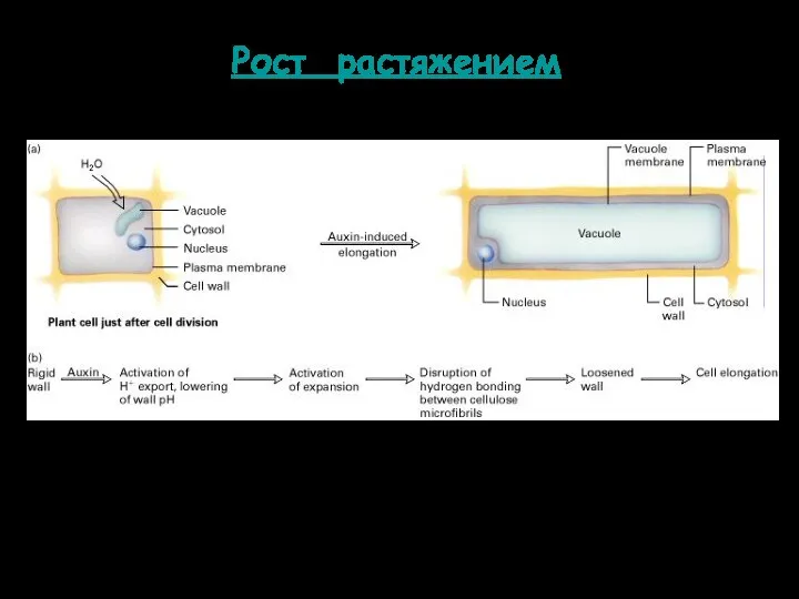 Рост растяжением