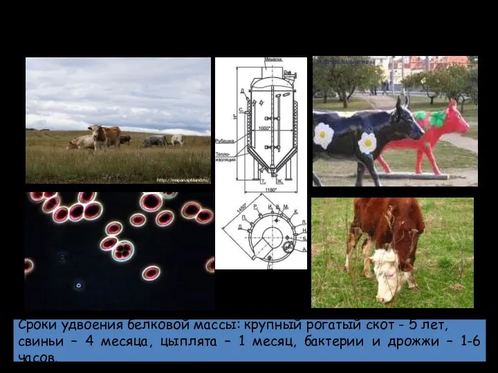 Заменят ли микроорганизмы коров? Сроки удвоения белковой массы: крупный рогатый
