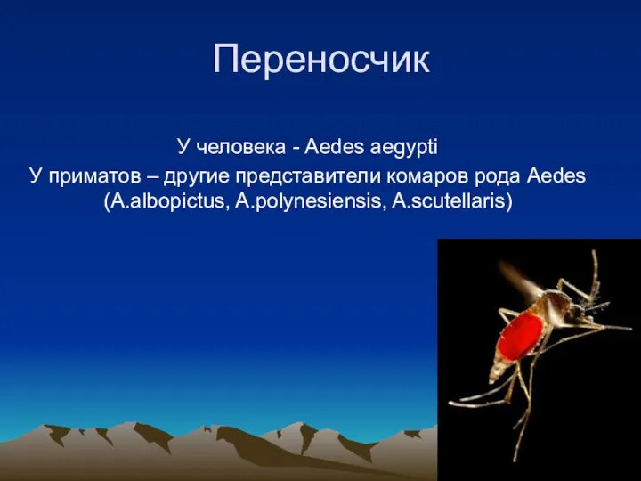 Переносчик У человека - Aedes aegypti У приматов – другие представители комаров рода