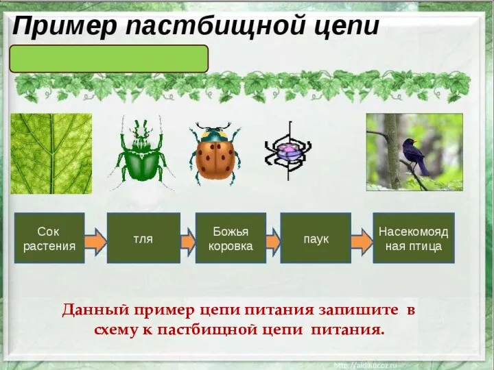 Данный пример цепи питания запишите в схему к пастбищной цепи питания.