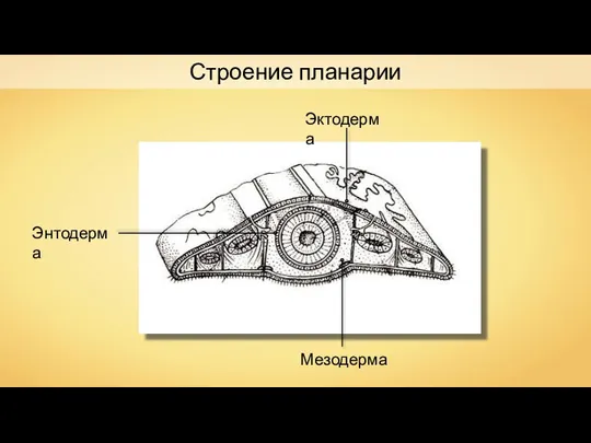 Строение планарии