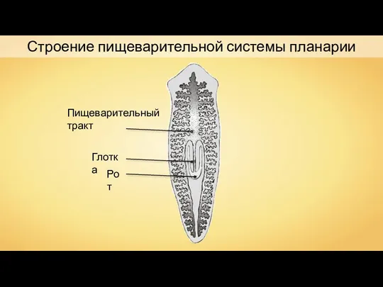 Строение пищеварительной системы планарии Пищеварительный тракт Рот Глотка