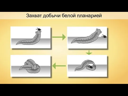 Захват добычи белой планарией