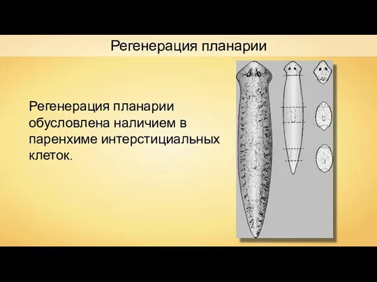 Регенерация планарии Регенерация планарии обусловлена наличием в паренхиме интерстициальных клеток.