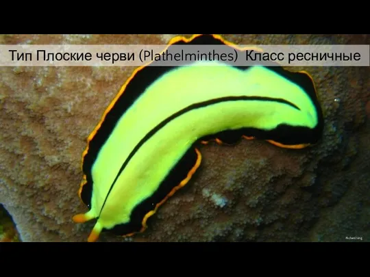 Тип Плоские черви (Plazthelminthes) Тип Плоские черви (Plathelminthes) Класс ресничные