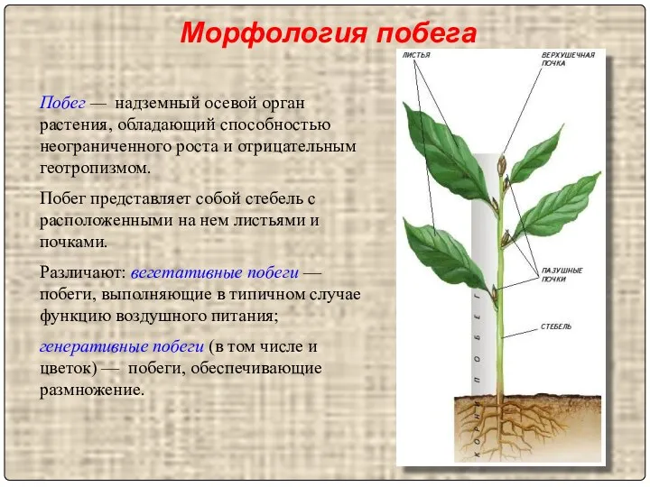 Морфология побега Побег — надземный осевой орган растения, обладающий способностью неограниченного роста и