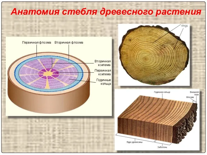 Анатомия стебля древесного растения