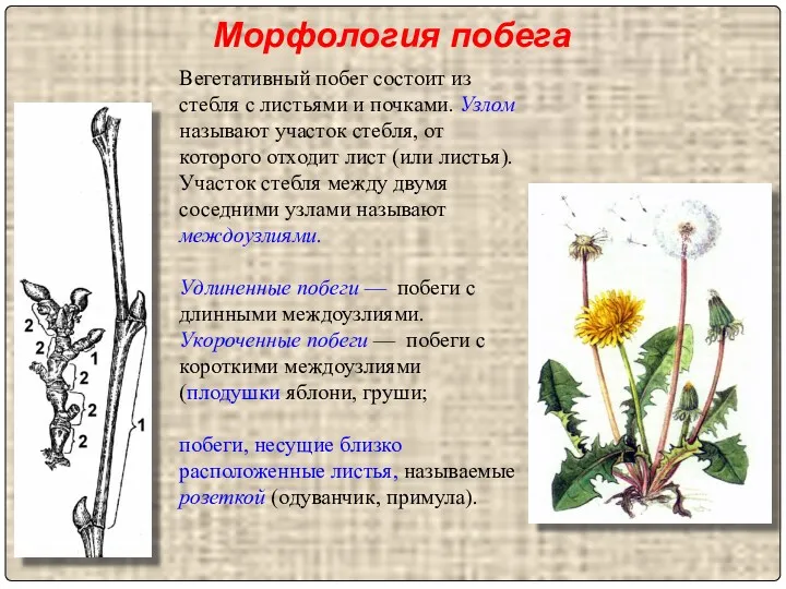 Вегетативный побег состоит из стебля с листьями и почками. Узлом