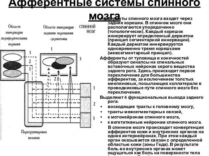 Афферентные системы спинного мозга Афференты спинного мозга входят через задние корешки. В спинном