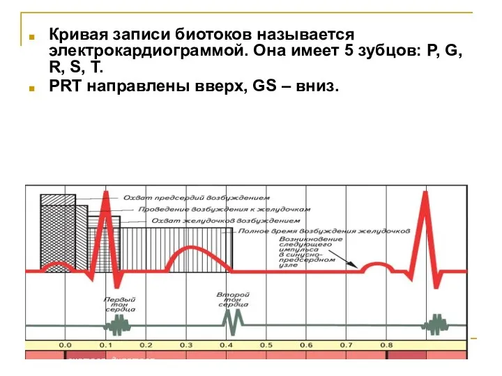 Кривая записи биотоков называется электрокардиограммой. Она имеет 5 зубцов: P,