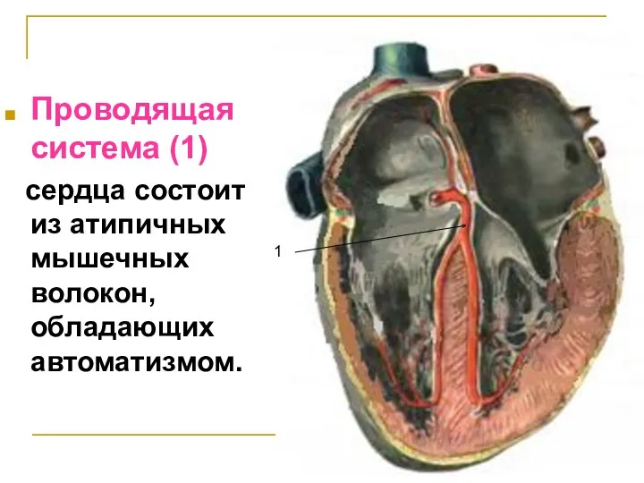 Проводящая система (1) сердца состоит из атипичных мышечных волокон, обладающих автоматизмом. 1