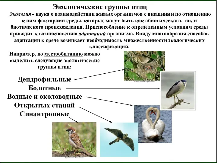 Экологические группы птиц Экология - наука о взаимодействии живых организмов с внешними по
