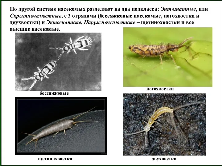 По другой системе насекомых разделяют на два подкласса: Энтогнатные, или Скрытночелюстные, с 3
