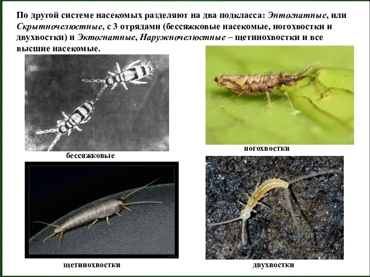 По другой системе насекомых разделяют на два подкласса: Энтогнатные, или