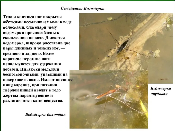 Семейство Водомерки Водомерка прудовая Водомерка болотная Тело и кончики ног покрыты жёсткими несмачиваемыми