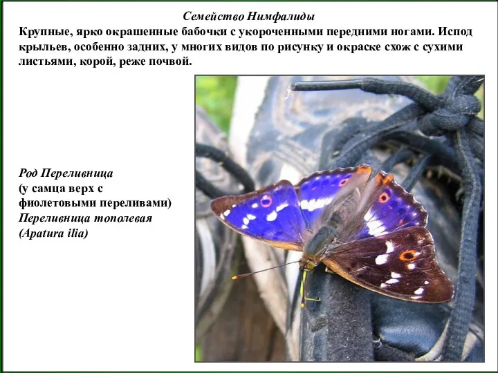 Семейство Нимфалиды Крупные, ярко окрашенные бабочки с укороченными передними ногами. Испод крыльев, особенно