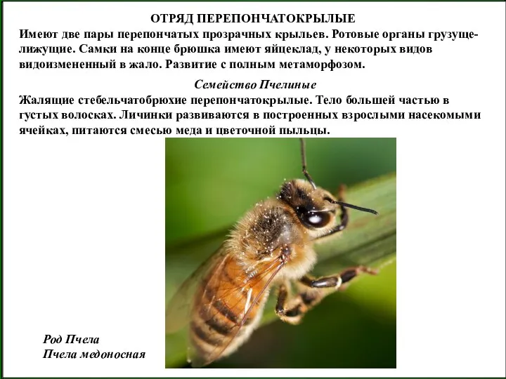 ОТРЯД ПЕРЕПОНЧАТОКРЫЛЫЕ Имеют две пары перепончатых прозрачных крыльев. Ротовые органы