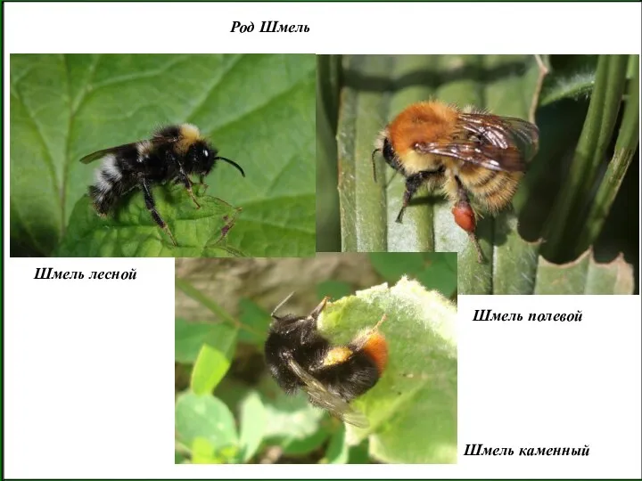 Род Шмель Шмель лесной Шмель каменный Шмель полевой
